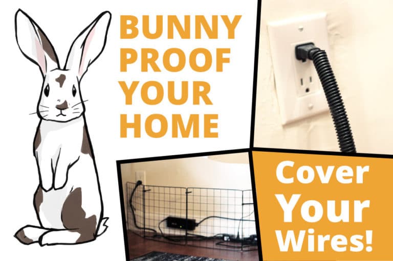 The Complete Guide to Bunny Proof Your Home
