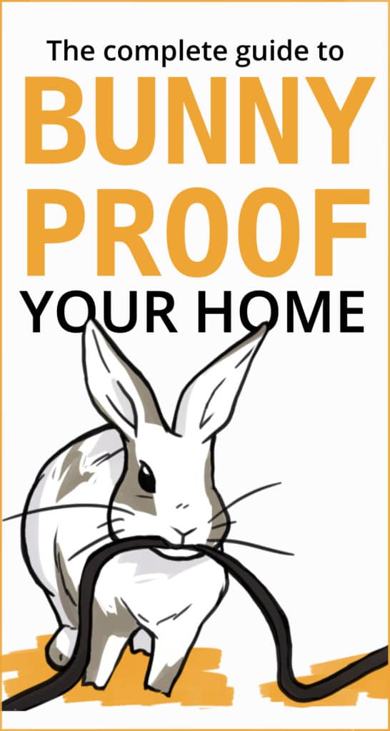 The Complete Guide to Bunny Proof Your Home