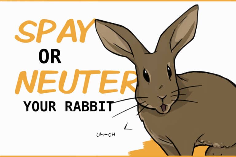 Doulap Rabbit Dewlap: The Rabbit Double Chin