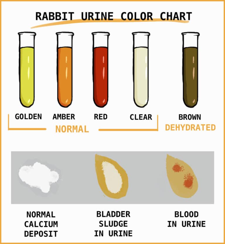 Rabbit Urine What Pee Tells You About A Rabbit s Health