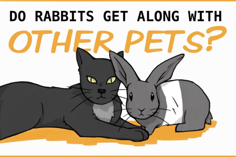 Can Rabbits Defend Themselves Against Predators?