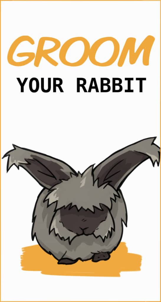 The Complete Guide to Grooming Your Rabbit (brushing, nail clipping ...