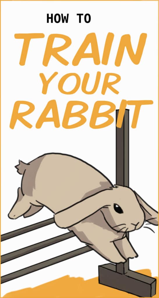How to Train Your Rabbit