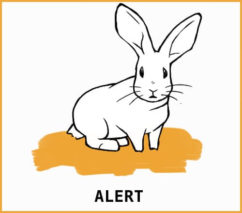 Rabbit Body Language: An Illustrated Guide