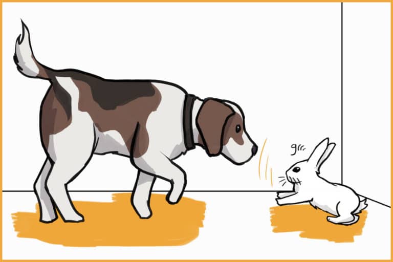 When Rabbits Bite How to Bond With Aggressive Rabbits