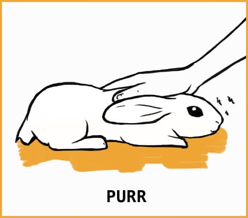 All About Rabbit Ear Positions and What They Mean