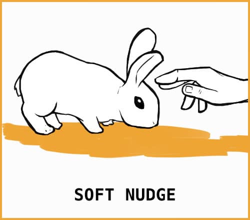 Rabbit Body Language: An Illustrated Guide