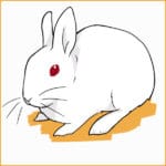 How to Know the Breed of Your Rabbit