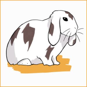 How To Care For Your Lop Eared Rabbit