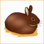 How to Know the Breed of Your Rabbit