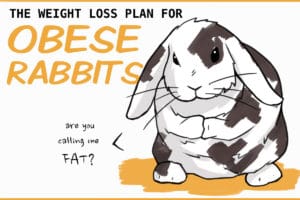 Helping Obese Rabbits Lose Weight