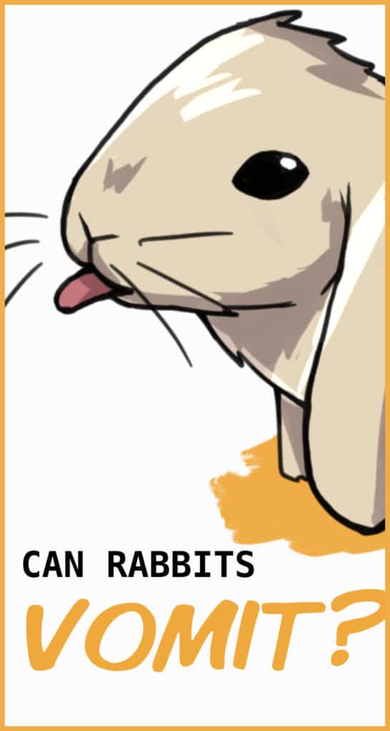 Can Rabbits Vomit?
