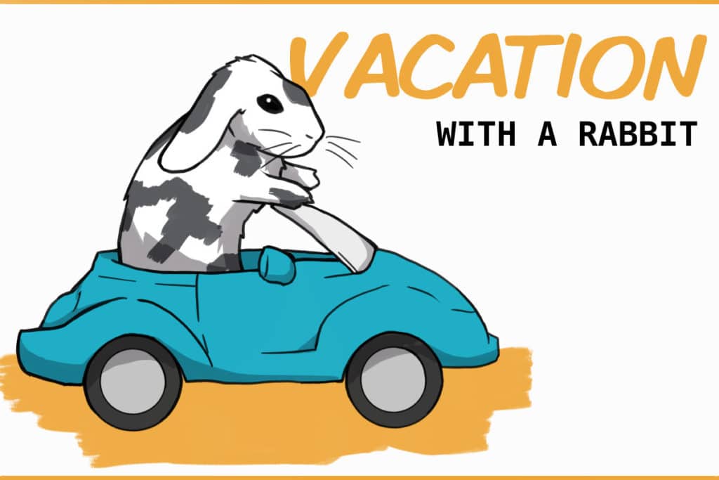 Vacations and Traveling With a Rabbit