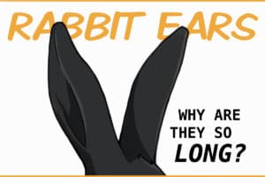 Rabbit ears: why are they so long?