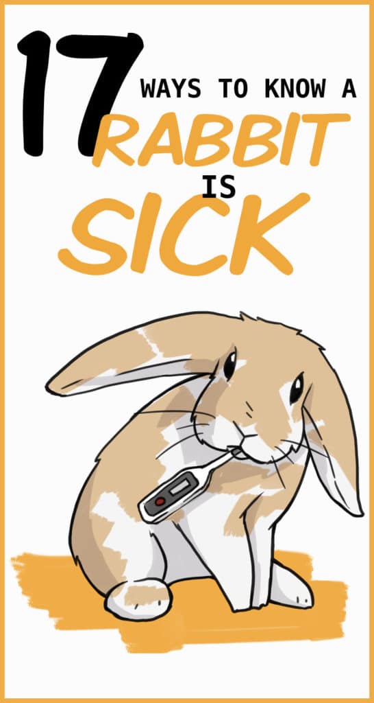 17 Ways To Know If Your Rabbit Is Sick