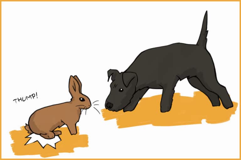 Why Do Rabbits Thump?