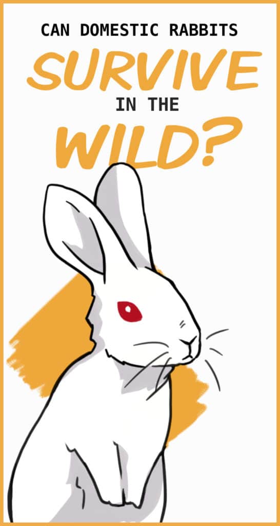would-a-domestic-rabbit-survive-in-the-wild
