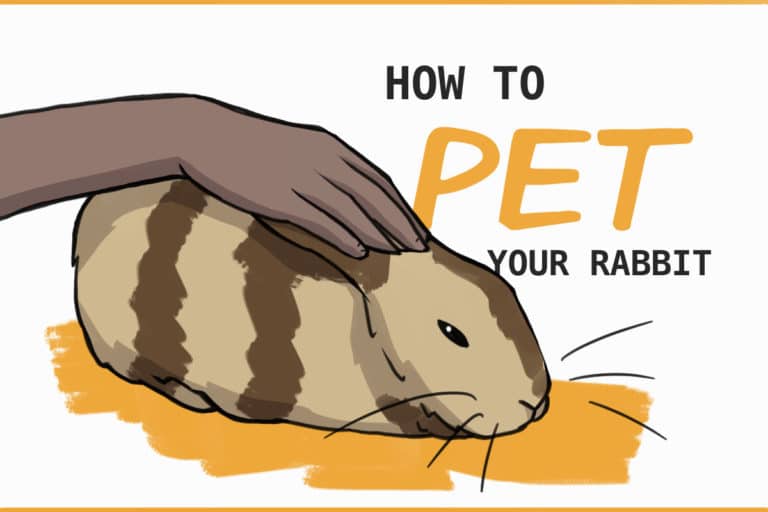 How To Pet Rabbits in a Way They Love