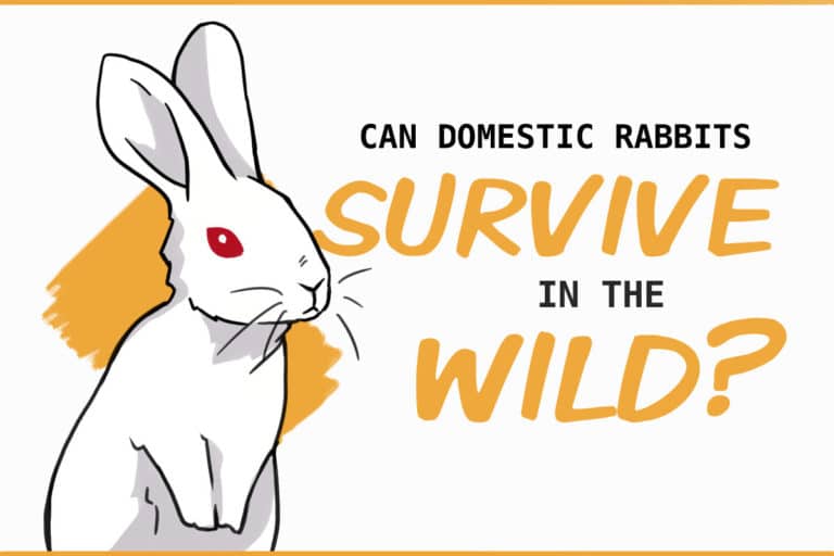 Can Rabbits Defend Themselves Against Predators?