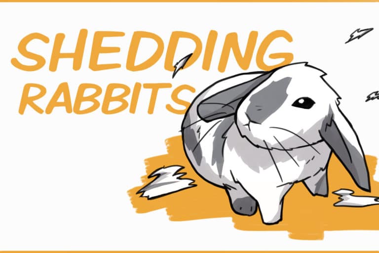 Rabbit Shedding Patterns and How to Deal With All The Fur