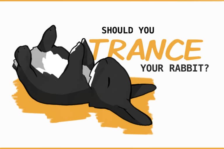 When Rabbits Play Dead: Why NOT To Trance Your Rabbit