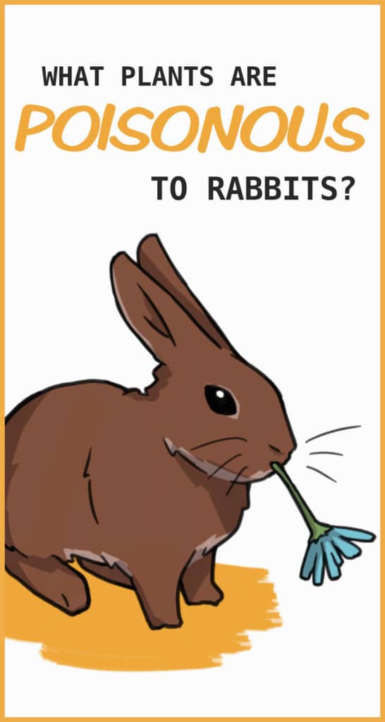 20 Plants that are Poisonous to Rabbits