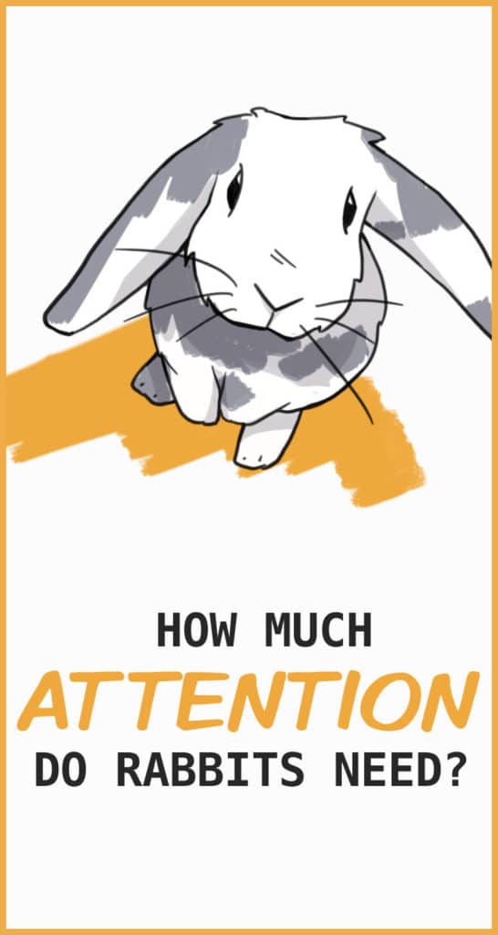 How Much Attention Does Your Pet Rabbit Need?