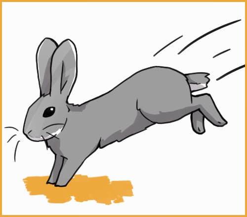 15 Ways to Exercise Your Rabbit 