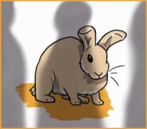 Rabbits are Smarter Than You Think