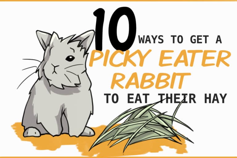 Why is Hay So Important for a Rabbit's Diet?