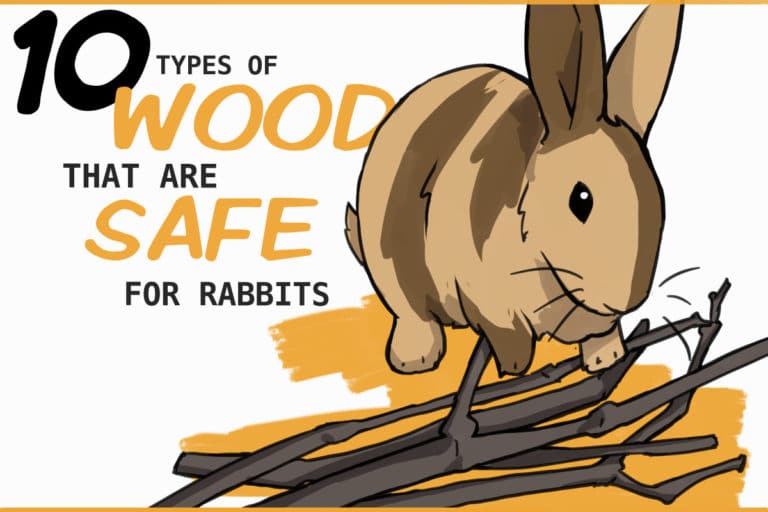 10 Types of Safe Wood for Rabbits to Chew On