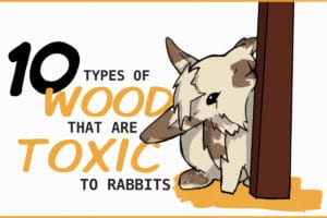 10 Types of Wood that are Poisonous for Rabbits