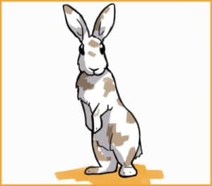 5 Steps to Calm Down an Fearful Rabbit
