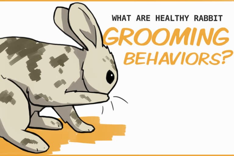 Unhealthy Rabbit Bottom Healthy (and unhealthy) Self-Grooming Behaviors in Rabbits