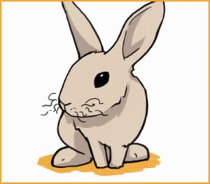 Rabbit Whiskers: What Are They For?