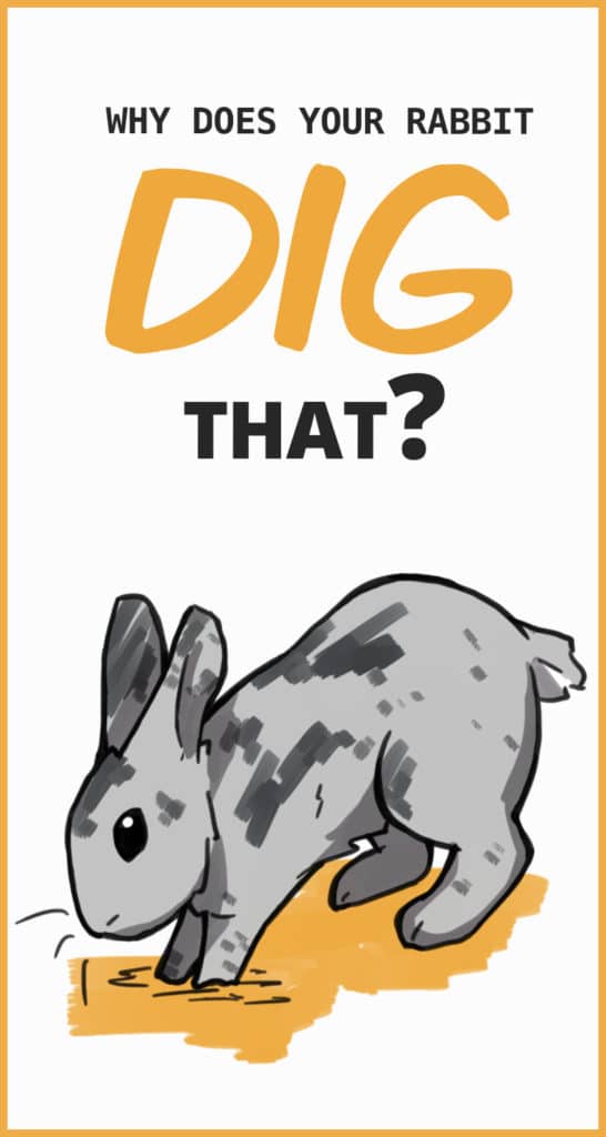 All About Digging Behaviors in Pet Rabbits