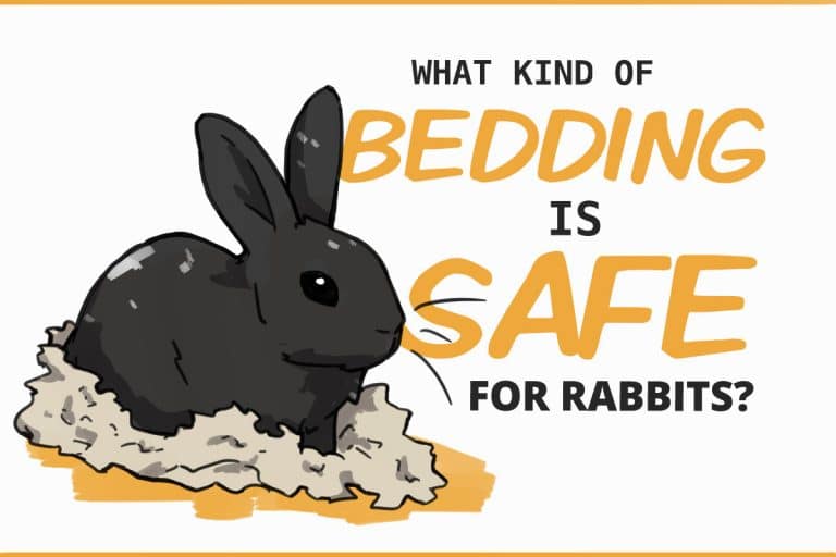 Bedding for Rabbits Is It Even Necessary?
