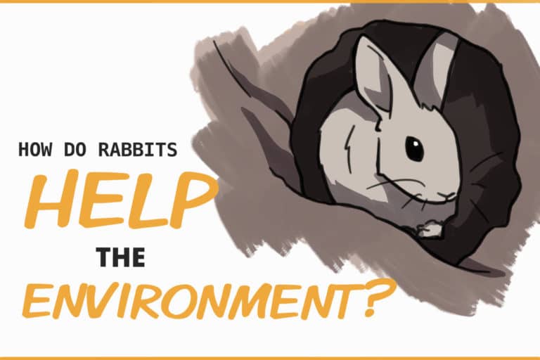 What Impact Do Rabbits Have on the Environment?