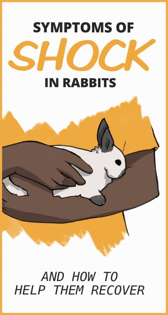 How To Identify Shock in Rabbits and Help Them Recover