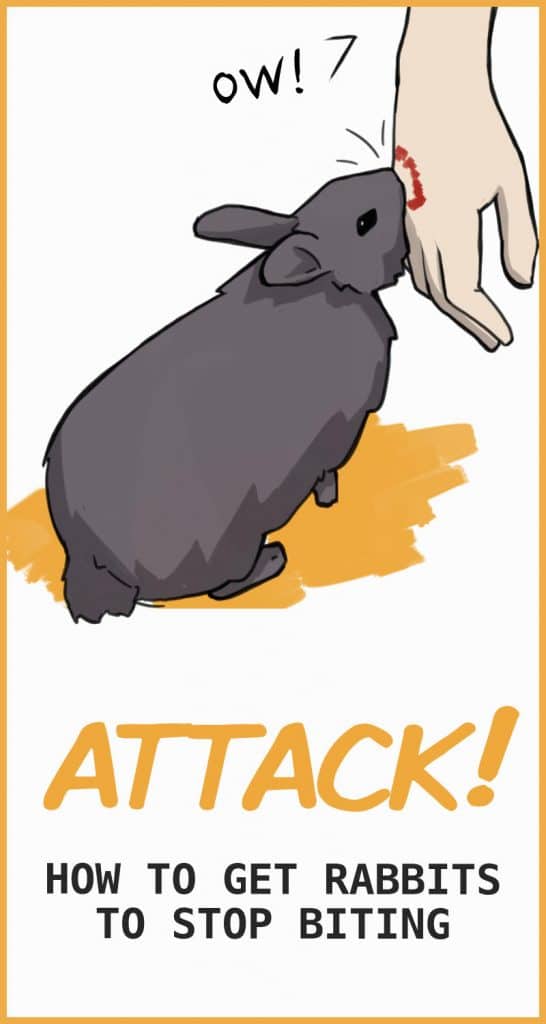 Why Rabbits Attack People (and How to Get Them to Stop!)