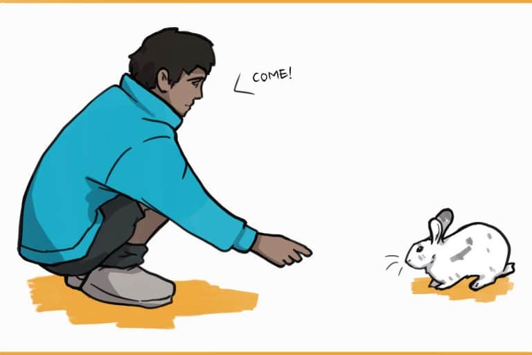 How to Teach Your Rabbit to Come to You (Using Two Techniques!)