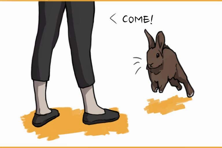 How to Teach Your Rabbit to Come to You (Using Two Techniques!)