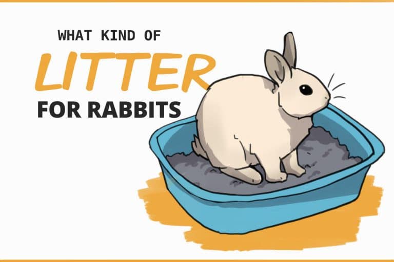 What to Use for Your Rabbit's Litter (and what NOT to use)