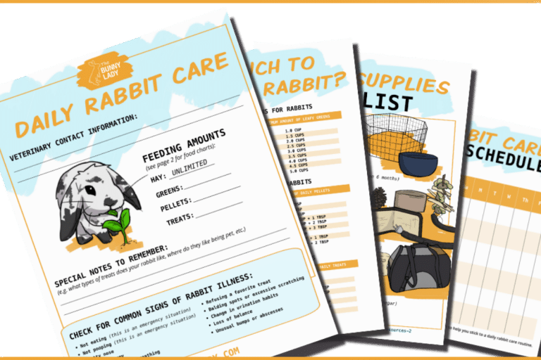 Rabbit Daily Care Routine