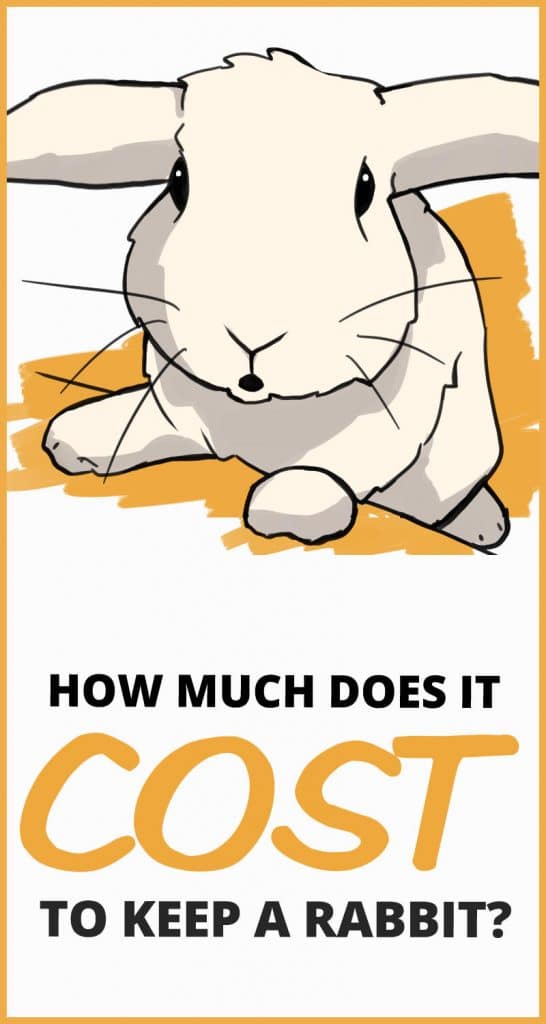 How Much Does a Rabbit Cost? (plus ongoing monthly costs)