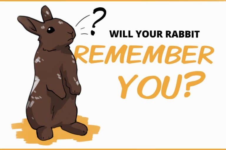 Image result for Rabbit-proofing a basement for a rabbit cage