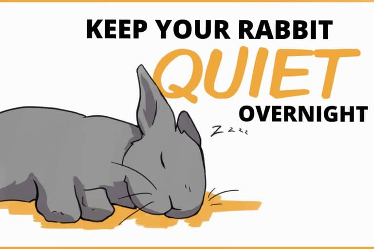 How to Keep Your Rabbit Quiet at Night