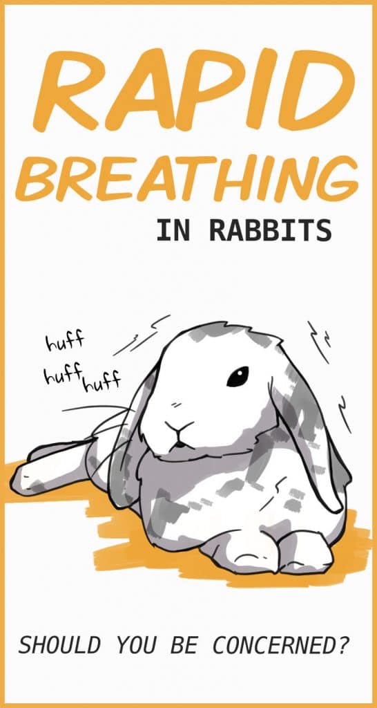 Why Do Rabbits Breathe Fast and When is it Dangerous?