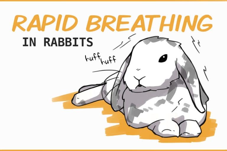 Why Do Rabbits Breathe Fast and When is it Dangerous?