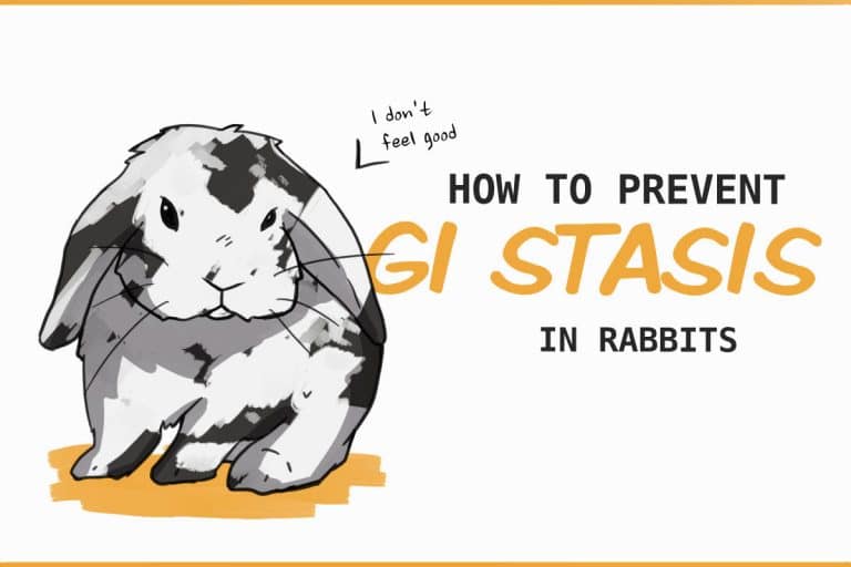 How to Quickly Detect GI Stasis in Rabbits (and what to do about it)